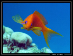 Anthias à yeux bleus by André Bruchez 